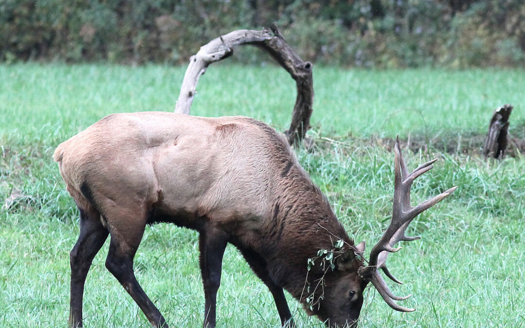 Park seeks volunteers to help manage next year’s elk viewing   