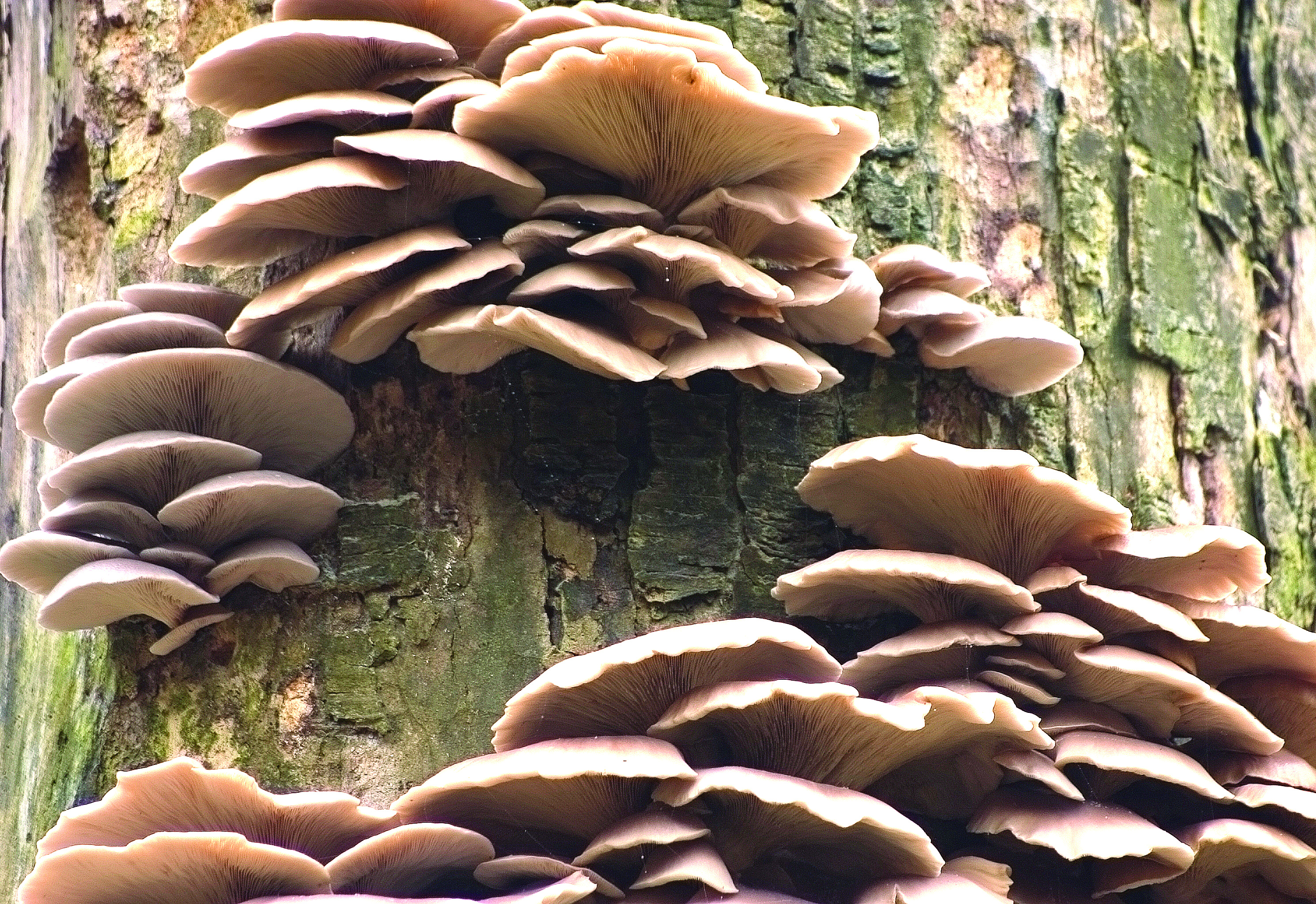 Gettin' Wild: Oyster Mushrooms.