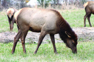 It is not uncommon to see elk on the Cherokee Indian Reservation such as these photographed in the Yellowhill Community in early March.  