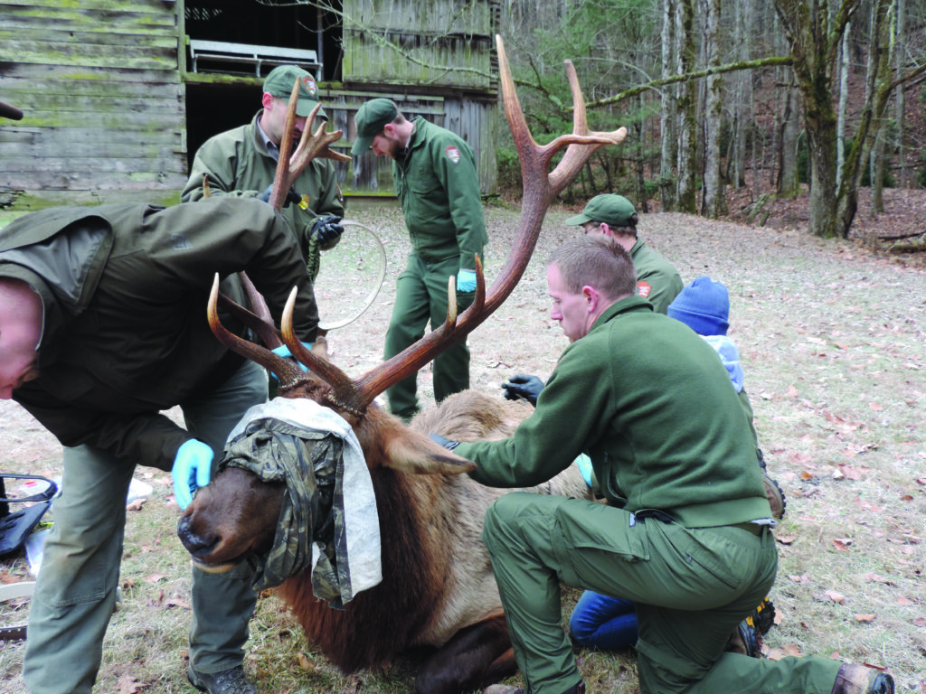 Park biologists place a radio collar on a tranquilized elk in the Cataloochee Valley of the Great Smoky Mountains National Park.  (Photos courtesy of Friends of the Smokies) 