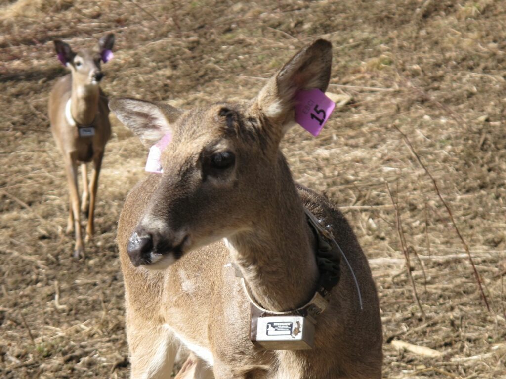 One of the 38 white tail deer in a containment area on the Qualla Boundary.  Twenty-one deer were released on Monday, Feb. 24 into the 5,130-acre Cherokee natural preserve as part of one of the most important controlled species enhancement programs ever undertaken in North Carolina. (Photo credit: Eastern Band of Cherokee Indians)