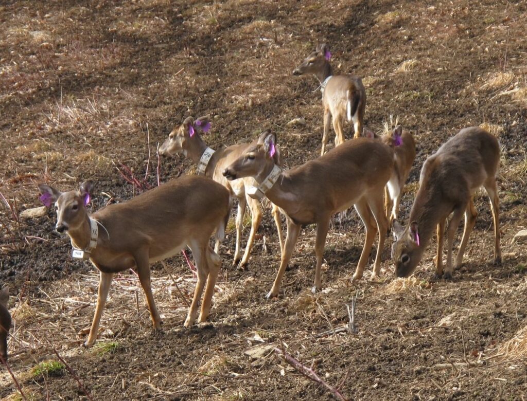  A portion of the 38-animal white tail deer herd awaiting reintroduction into the wild on the 5130-acre Eastern Band of Cherokee Indians natural preserve in western North Carolina. (Photo credit: Eastern Band of Cherokee Indians) 