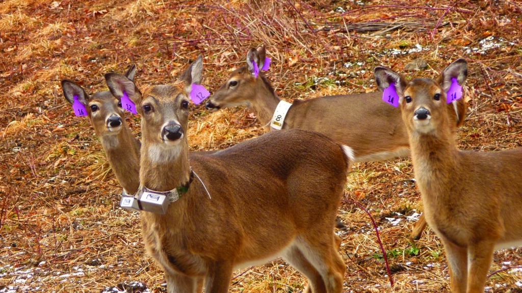White-tailed deer waiting on their release into the Qualla Boundary on Jan. 27. Notice the purple ear tags and collars with numbers. Note that the fawns do not have collars but only ear tags. (Photo by C. Hickman, Eastern Band of Cherokee Indians)