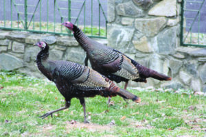 Cherokee Fisheries and Wildlife Management is asking community members to fill out the attached data card when they observe turkeys such as these seen in Cherokee several winters ago.  (SCOTT MCKIE B.P./One Feather) 