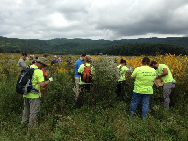 Volunteers, such as those shown in the photo, are needed for this year’s event to collect seeds from native plant increase fields in Cades Cove.  (NPS photo) 