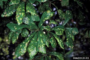 Oak leaf blister (Taphrina caerulescens) symptoms on water oak (Quercus nigra). (Photo by Andrew J. Boone, South Carolina Forestry Commission, Bugwood.org)