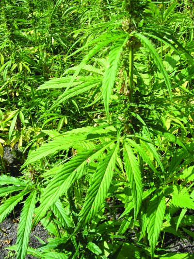 An outdoor hemp plantation is shown in the United Kingdom.  This particular variety of Cannabis sativa is “industrial hemp” which contains ultra-low levels of Delta-THS and other cannabinoids, which makes it useless for recreational/medicinal purposes.  (Photo by Nabokov/Public Usage)