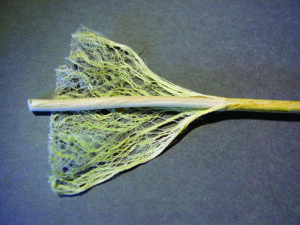 This photo shows the fibrous nature of a hemp stalk (Cannabis Sativa). (Common Use photos) 