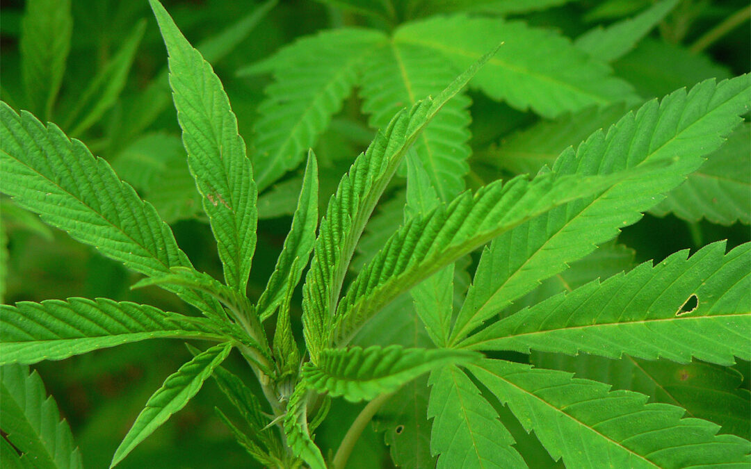 COMMENTARY: No benefit to recreational use of marijuana