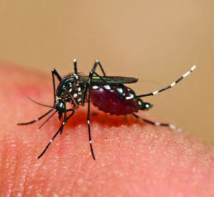 Spread by the Aedes species mosquito, the Zika Virus was first discovered in 1947 in Uganda according to the CDC. (Photo by Muhammed Mahdi Karim) 