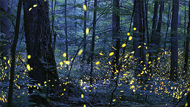 Synchronous firefly lottery and viewing dates announced for 2024