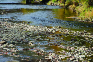 The outward visibility of rocks in the Oconaluftee River show the severity of the drought in Cherokee as evidenced in this photo taken on the afternoon of Thursday, Oct. 20 near Saunooke Village. (SCOTT MCKIE B.P./One Feather) 
