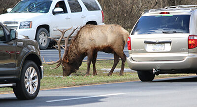 COMMENTARY: What are our cultural norms regarding elk hunting?
