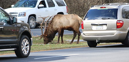 COMMENTARY: What are our cultural norms regarding elk hunting?