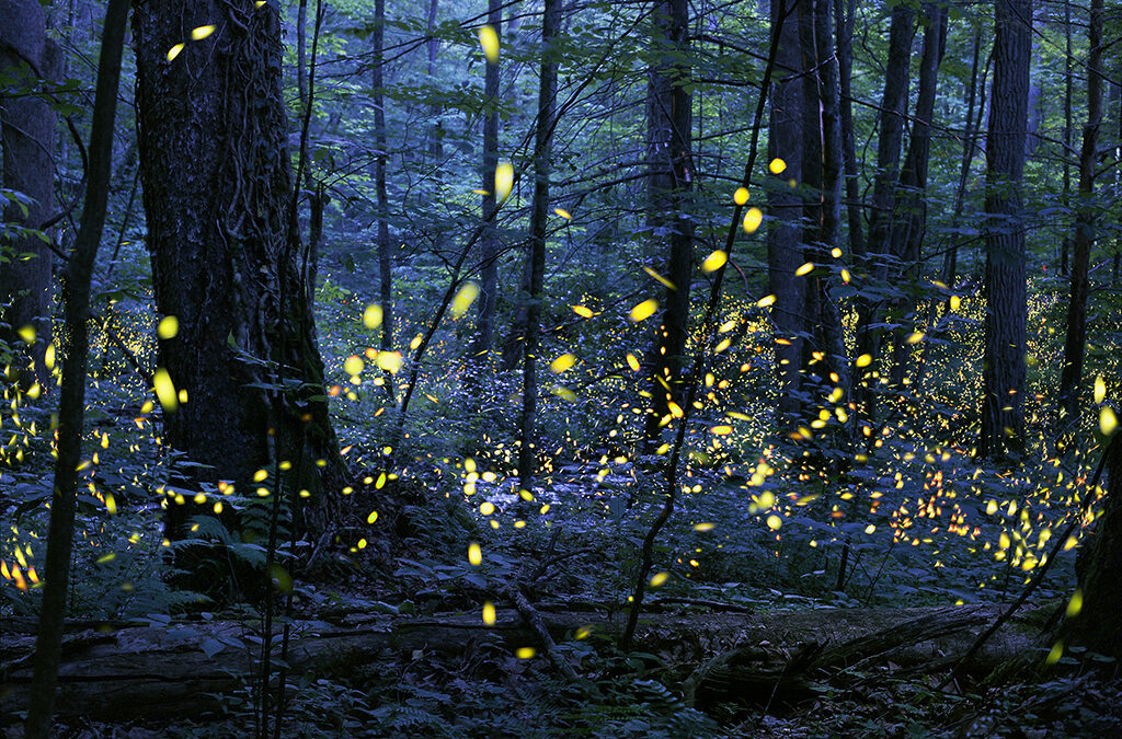 Synchronous firefly lottery and viewing dates announced 