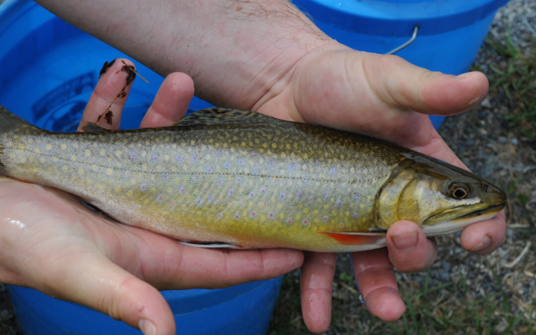 Appalachian trout in trouble as temps rise, storms rage