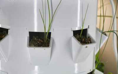 CHS students growing plants using hydroponics