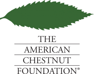 American Chestnut Foundation to discontinue Darling 58 American Chestnut