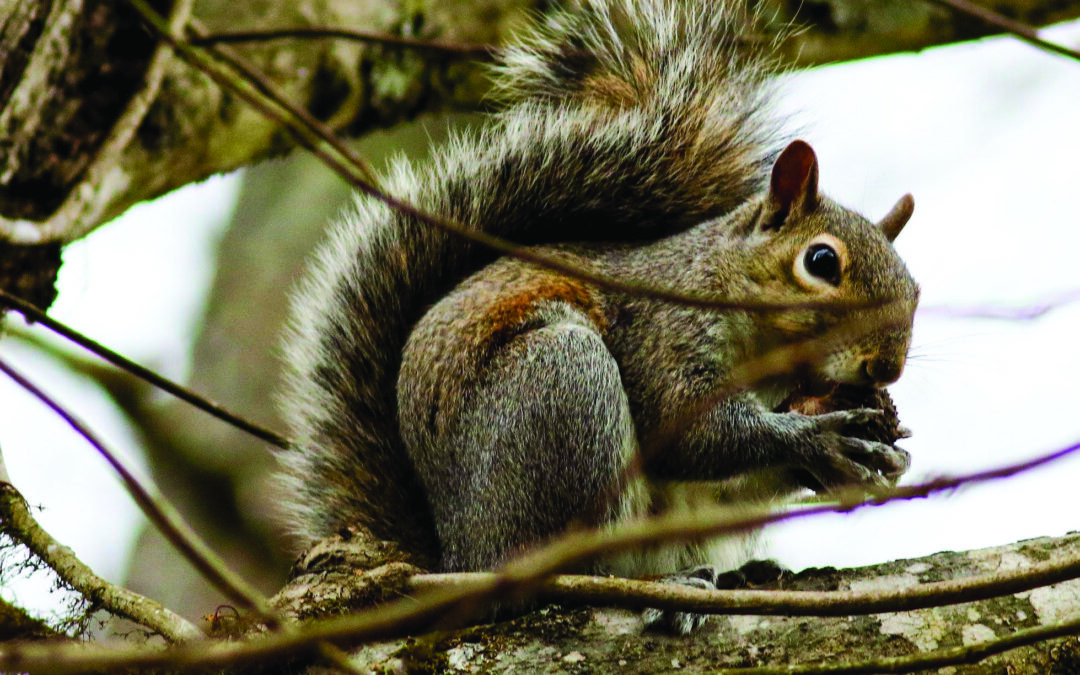 COMMENTARY: Let’s listen to the squirrels more often