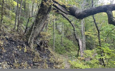 Flint Gap Fire determined to be caused by lightning   