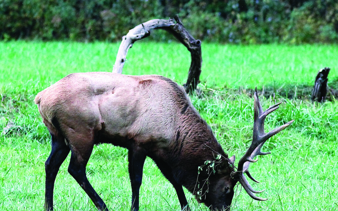 Elk rutting season underway in Great Smoky Mountains National Park