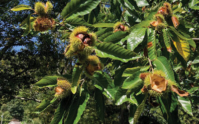 EBCI Chestnut Project Update: USDA reopening public comment period for GMO chestnut tree.
