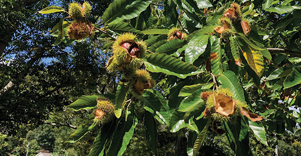 EBCI Chestnut Project Update: USDA reopening public comment period for GMO chestnut tree.