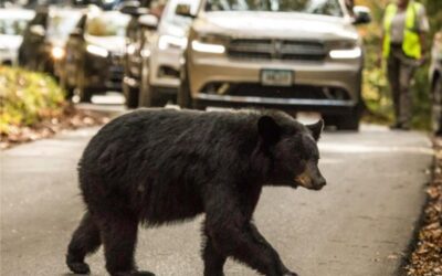 Great Smoky Mountains National Park reminds visitors that feeding bears is illegal and dangerous 