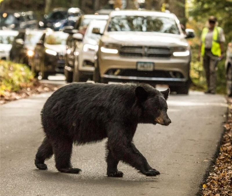 Great Smoky Mountains National Park reminds visitors that feeding bears is illegal and dangerous 