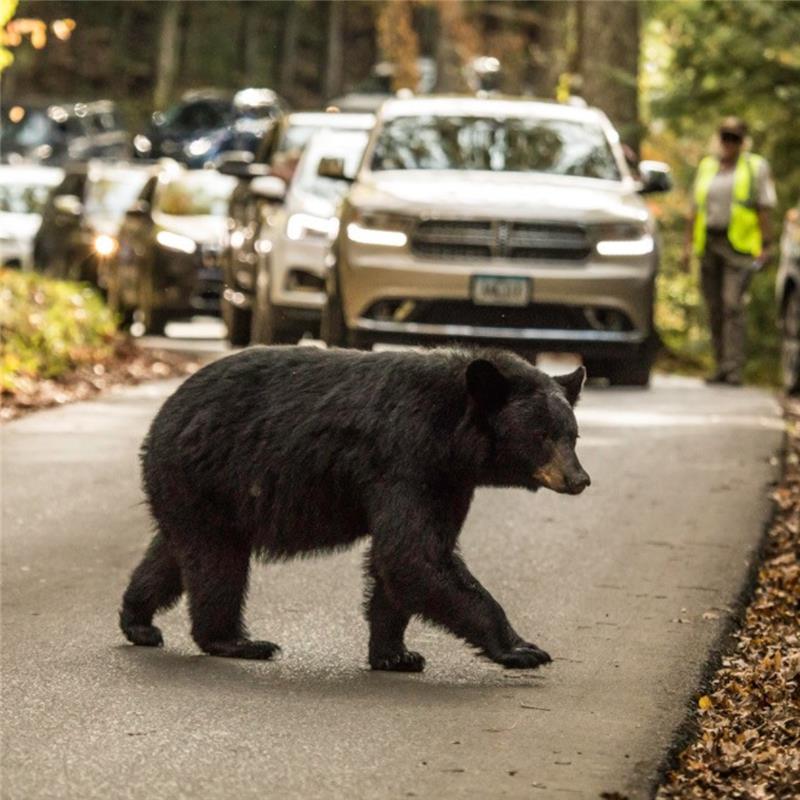 National Park Service reminds visitors to be Bear Aware