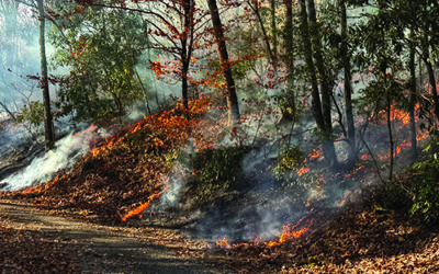BIA conducts prescribed fires for long-term benefits