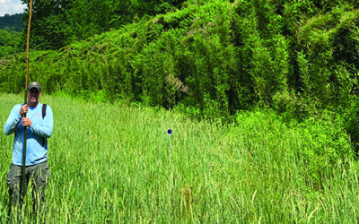 Rare rivercane patch in Yancey County to be preserved