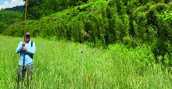 Rare rivercane patch in Yancey County to be preserved