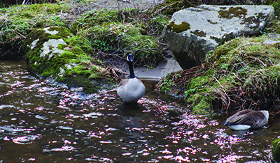 Longperson inherent rights recognized by Dinilawigi (Tribal Council)