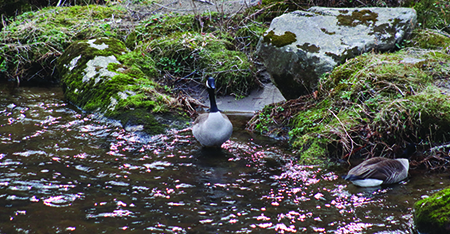 Longperson inherent rights recognized by Dinilawigi (Tribal Council)
