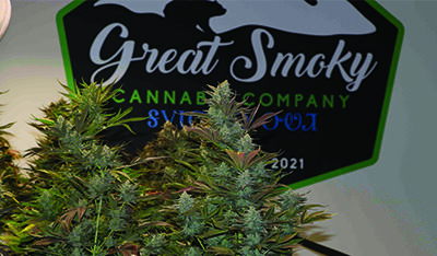 Growing and growing: Per capita distribution approved from cannabis sales