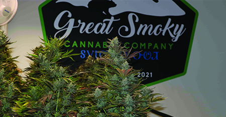 Growing and growing: Per capita distribution approved from cannabis sales