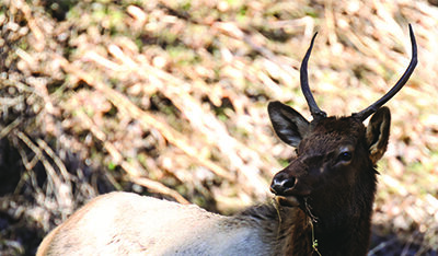 Ordinance proposing an elk hunting season discussed in EBCI Timber Committee
