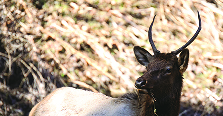 Ordinance proposing an elk hunting season discussed in EBCI Timber Committee