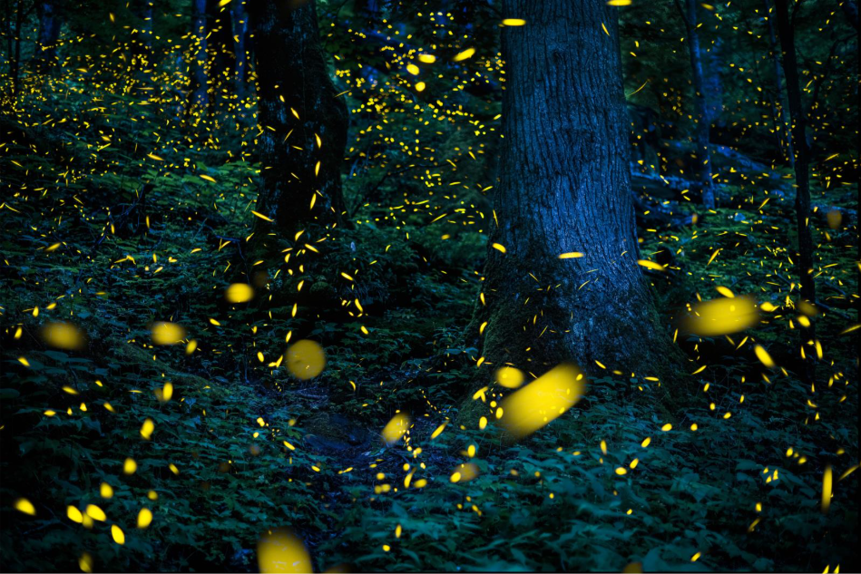 Great Smoky Mountains National Park announces dates for Annual Firefly Viewing Event 