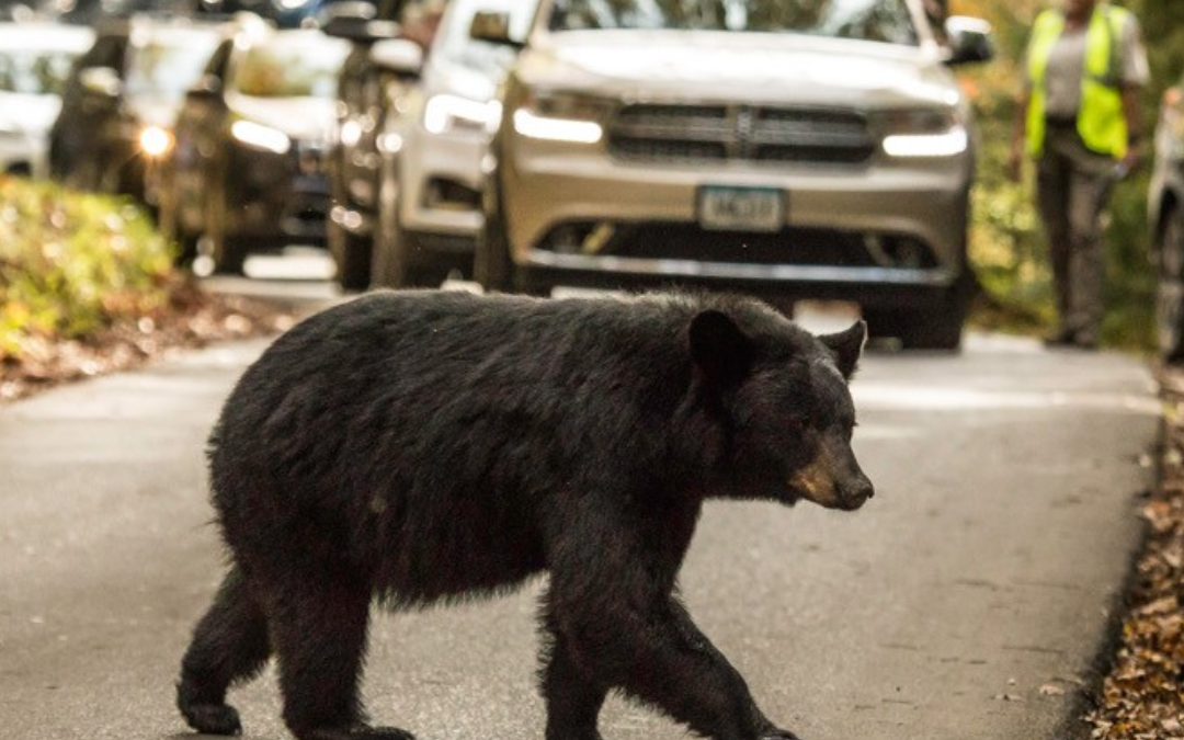 Bear incidents prompt trail closures, safety reminder in Great Smoky Mountains National Park 