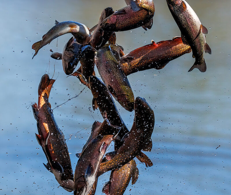 N.C. Wildlife Resources Commission to open 30 trout streams on June 6