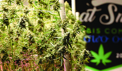 Cannabis adult-use sales are two years in and continuing to thrive