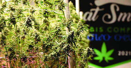 Cannabis adult-use sales are two years in and continuing to thrive